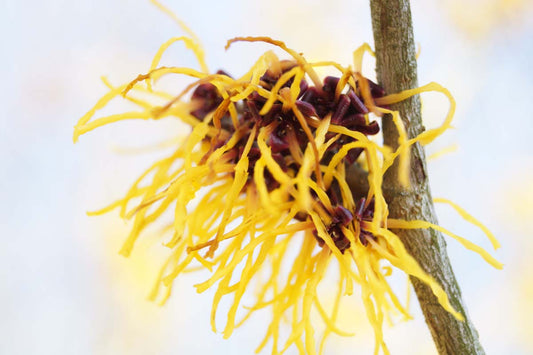 Hamamelis intermedia 'Pallida' Tuinplanten