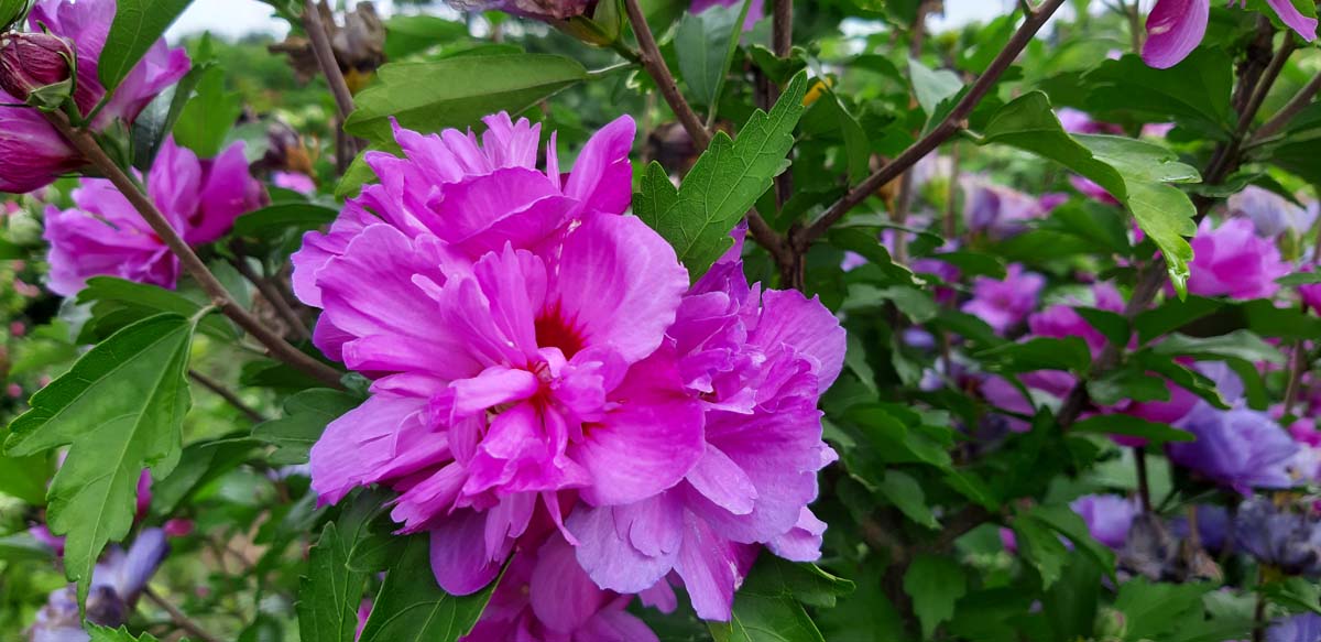 Hibiscus syriacus 'Ardens' haagplant bloem