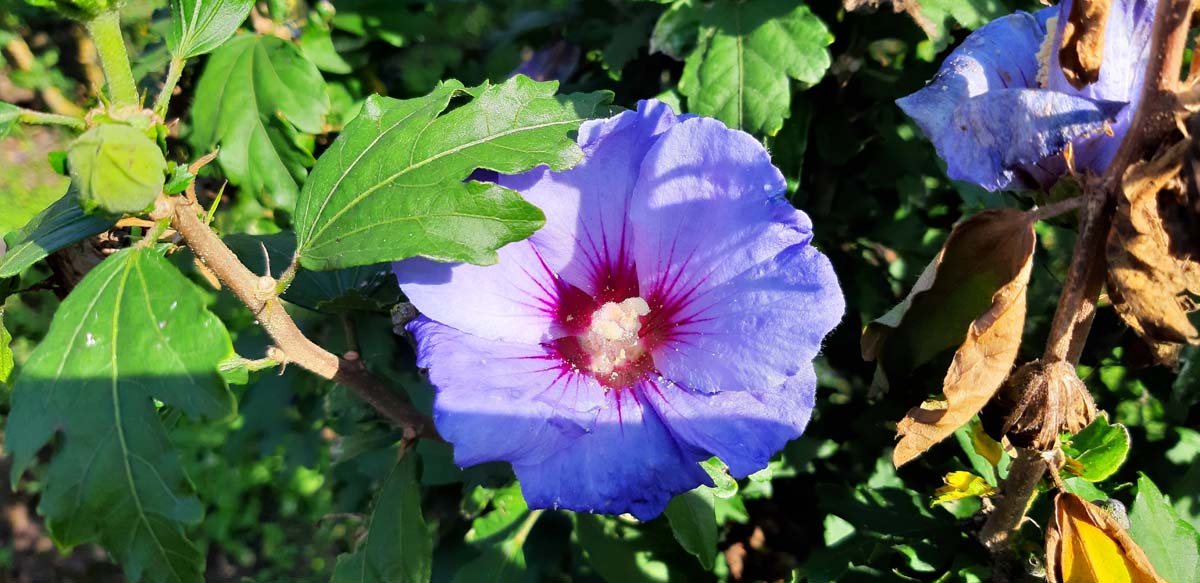 Hibiscus syriacus 'Oiseau Bleu' op stam bloem