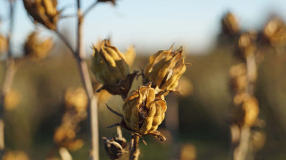 Hibiscus syriacus 'Oiseau Bleu' op stam herfstkleur