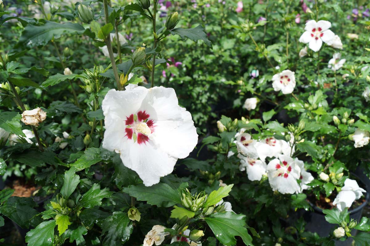 Hibiscus syriacus 'Red Heart' solitair bloesem