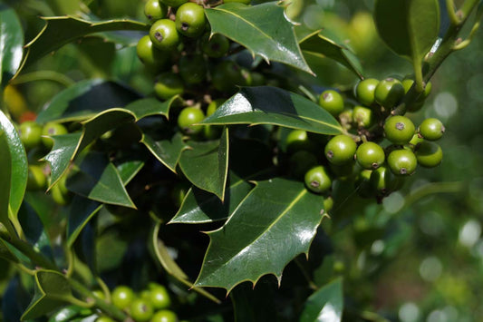 Ilex aquifolium 'Alaska' op stam