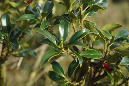Ilex aquifolium 'Alaska' op stam
