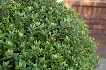 Ilex crenata solitair