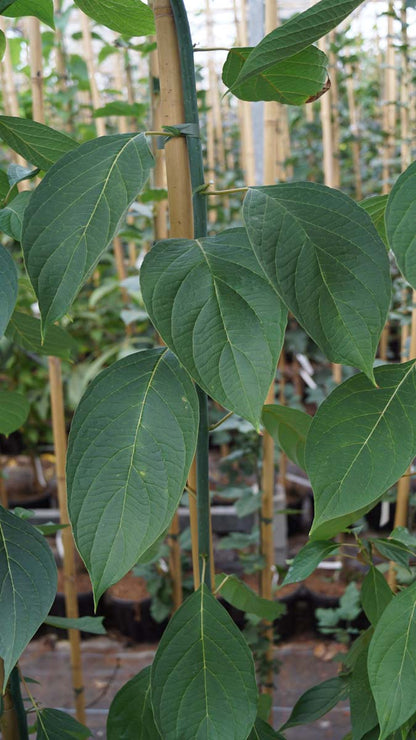 Juglans mandshurica op stam