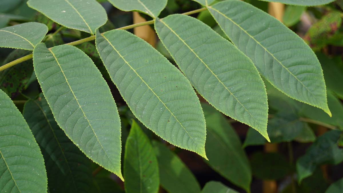 Juglans mandshurica op stam