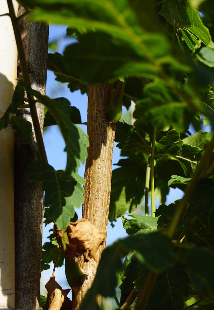 Koelreuteria paniculata 'Fastigiata' meerstammig / struik