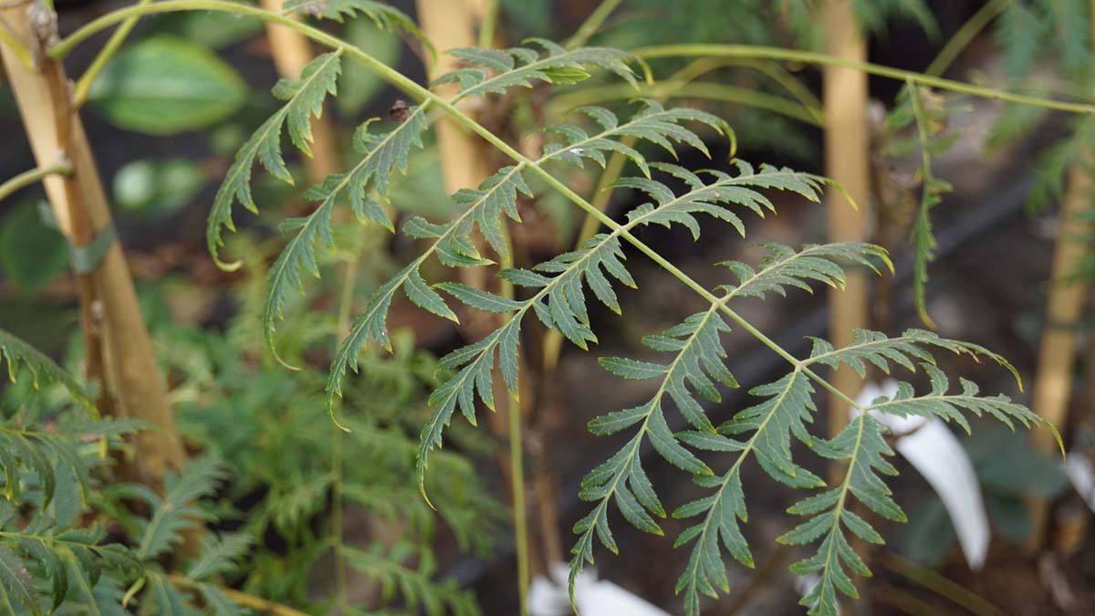 Juglans nigra 'Laciniata' Tuinplanten blad