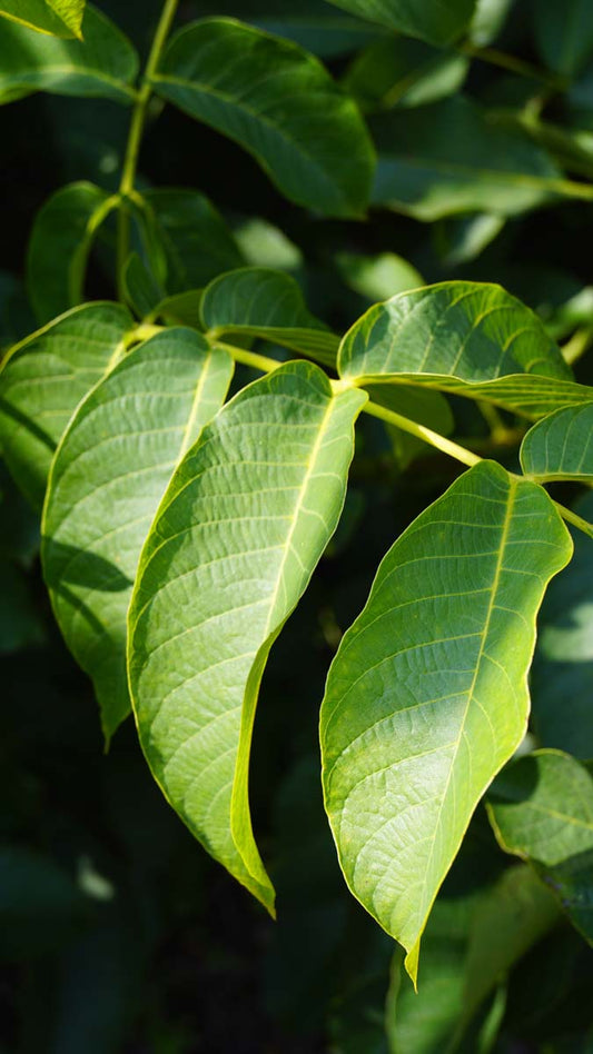 Juglans regia solitair blad