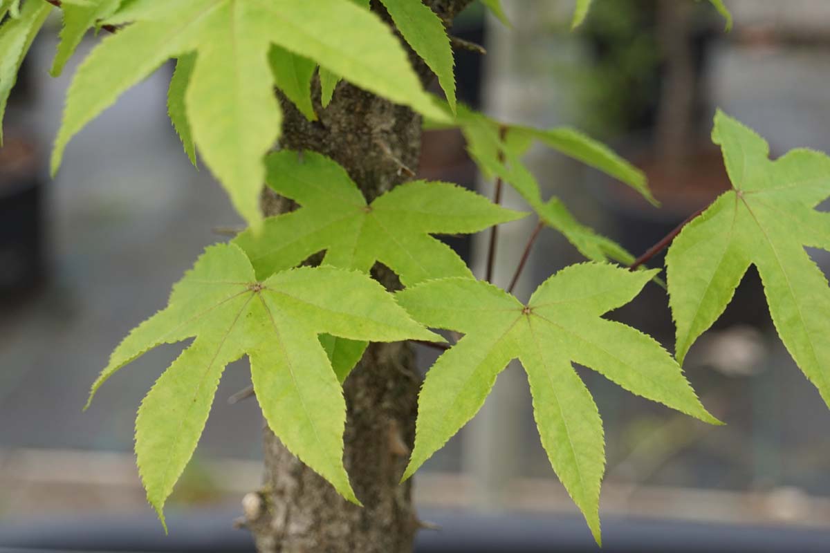 Kalopanax septemlobus solitair