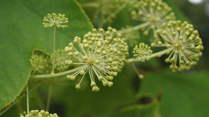 Kalopanax septemlobus meerstammig / struik bloem