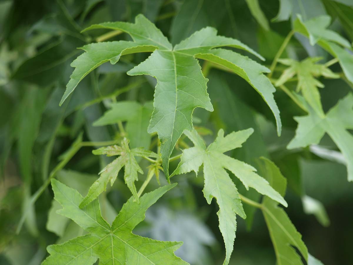 Liquidambar styraciflua 'Parasol' Tuinplanten blad