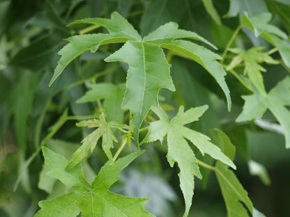 Liquidambar styraciflua 'Parasol' Tuinplanten blad