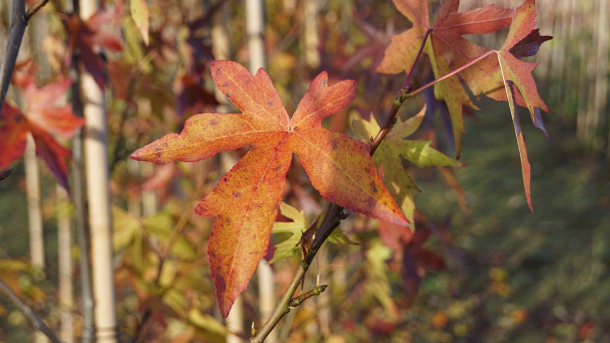 Liquidambar styraciflua 'Parasol' Tuinplanten herfstkleur