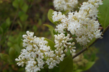 Ligustrum lucidum solitair