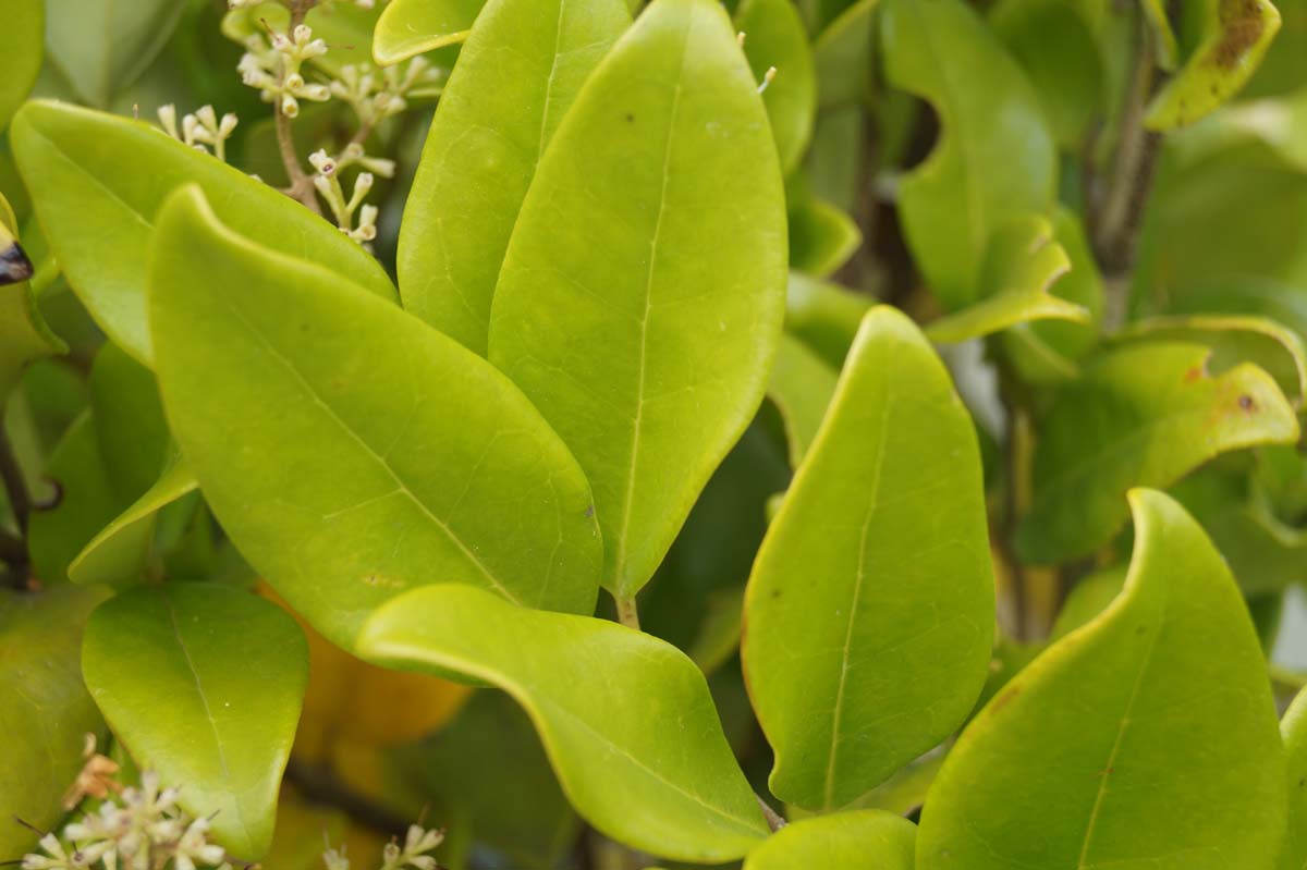 Ligustrum lucidum solitair