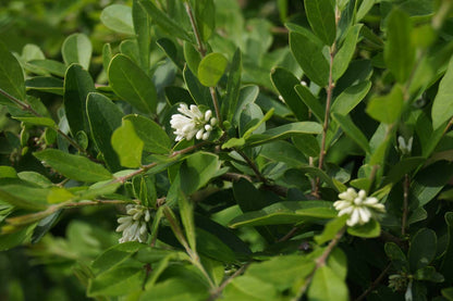 Ligustrum quihoui meerstammig / struik