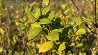Lonicera fragrantissima meerstammig / struik