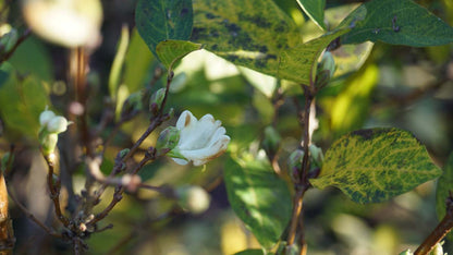 Lonicera fragrantissima meerstammig / struik