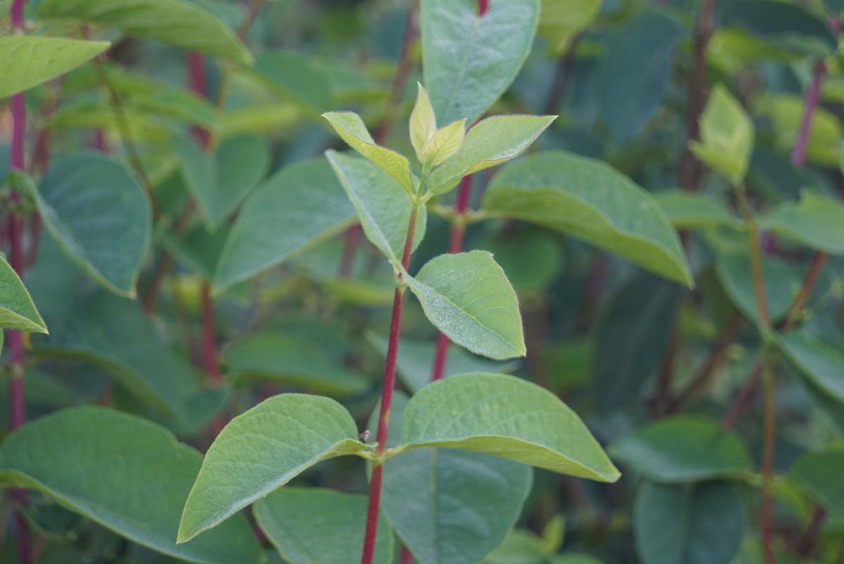 Lonicera xylosteum Tuinplanten blad