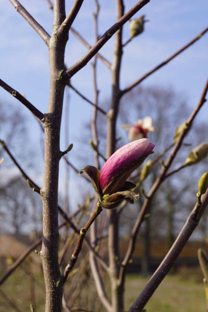 Magnolia 'Galaxy' op stam