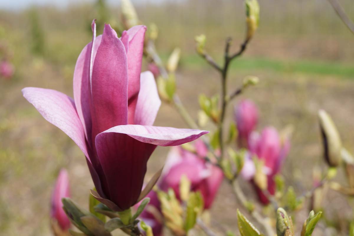 Magnolia liliiflora 'Nigra' meerstammig / struik