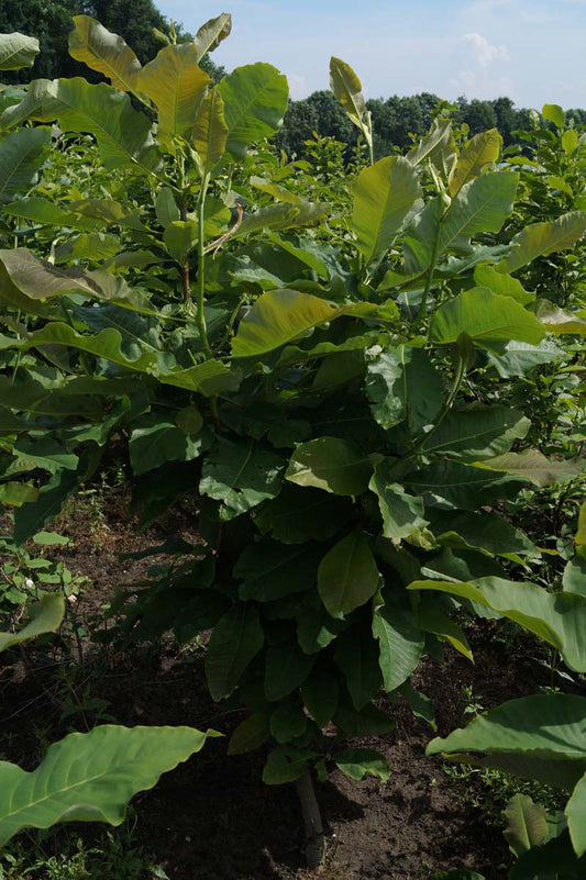 Magnolia officinalis op stam