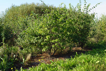 Lonicera xylosteoides Tuinplanten