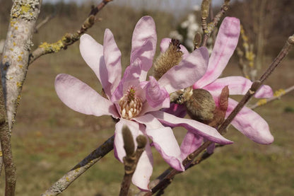 Magnolia stellata 'Rosea' Tuinplanten