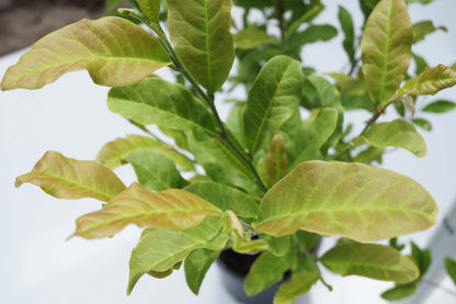 Magnolia stellata 'Rosea' Tuinplanten
