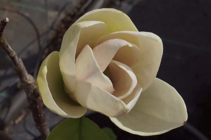 Magnolia wilsonii Tuinplanten
