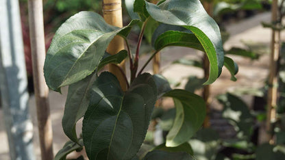 Malus 'Donald Wyman' solitair