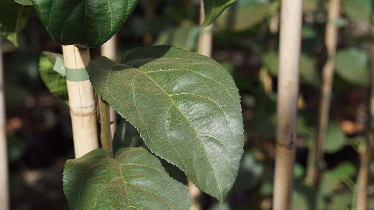 Malus 'Donald Wyman' solitair