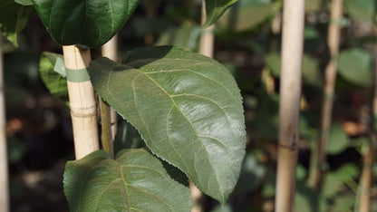 Malus 'Donald Wyman' solitair