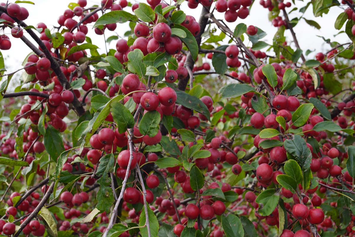 Malus 'Gorgeous' op stam sierappel