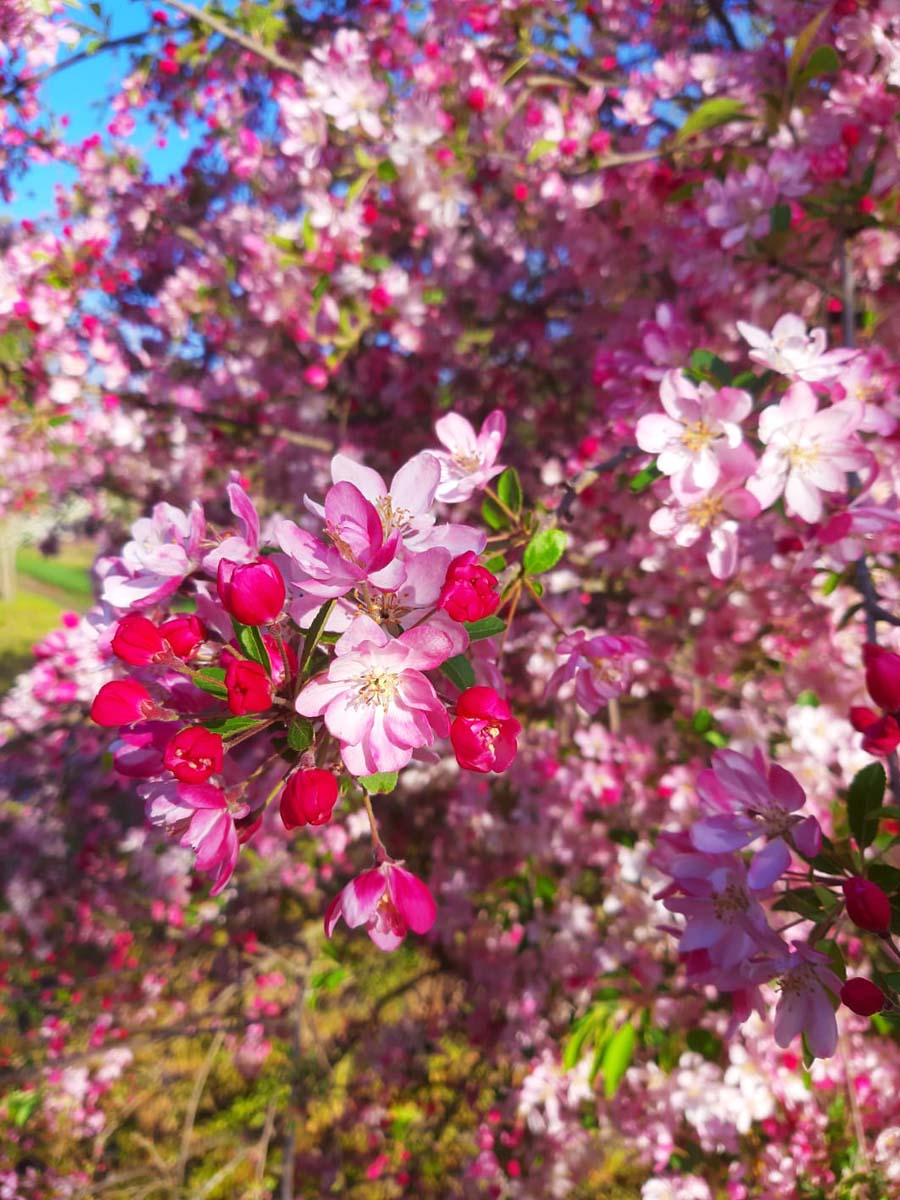 Malus 'Hillieri' meerstammig / struik bloesem