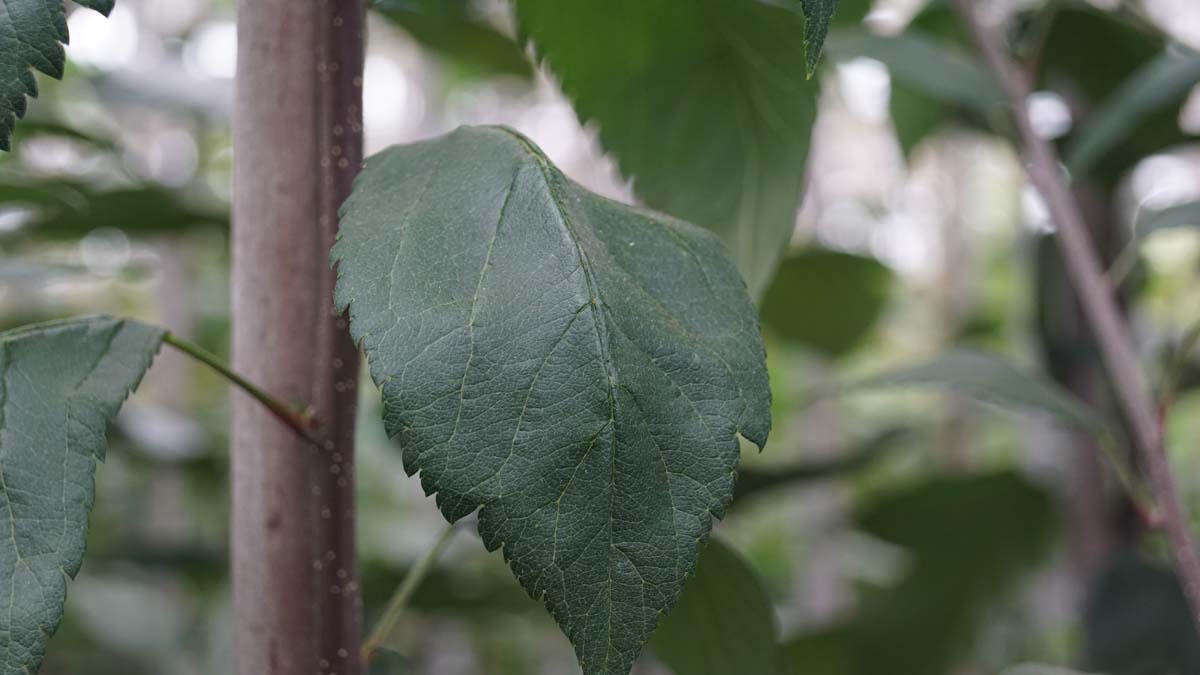 Malus 'Hillieri' meerstammig / struik blad