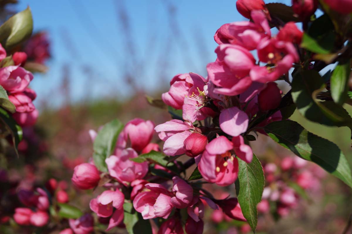 Malus 'Makamik' Tuinplanten bloem