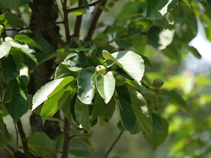 Malus tschonoskii 'Belmonte' Tuinplanten