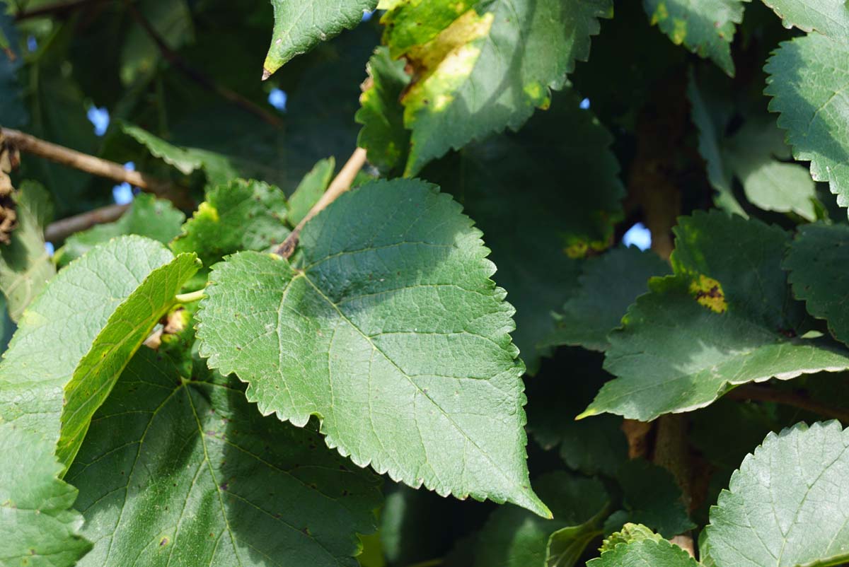 Morus nigra Tuinplanten