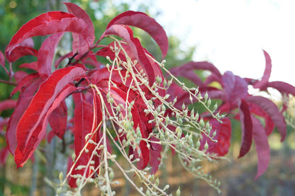 Oxydendrum arboreum Tuinplanten bloem