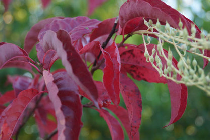 Oxydendrum arboreum Tuinplanten herfstkleur