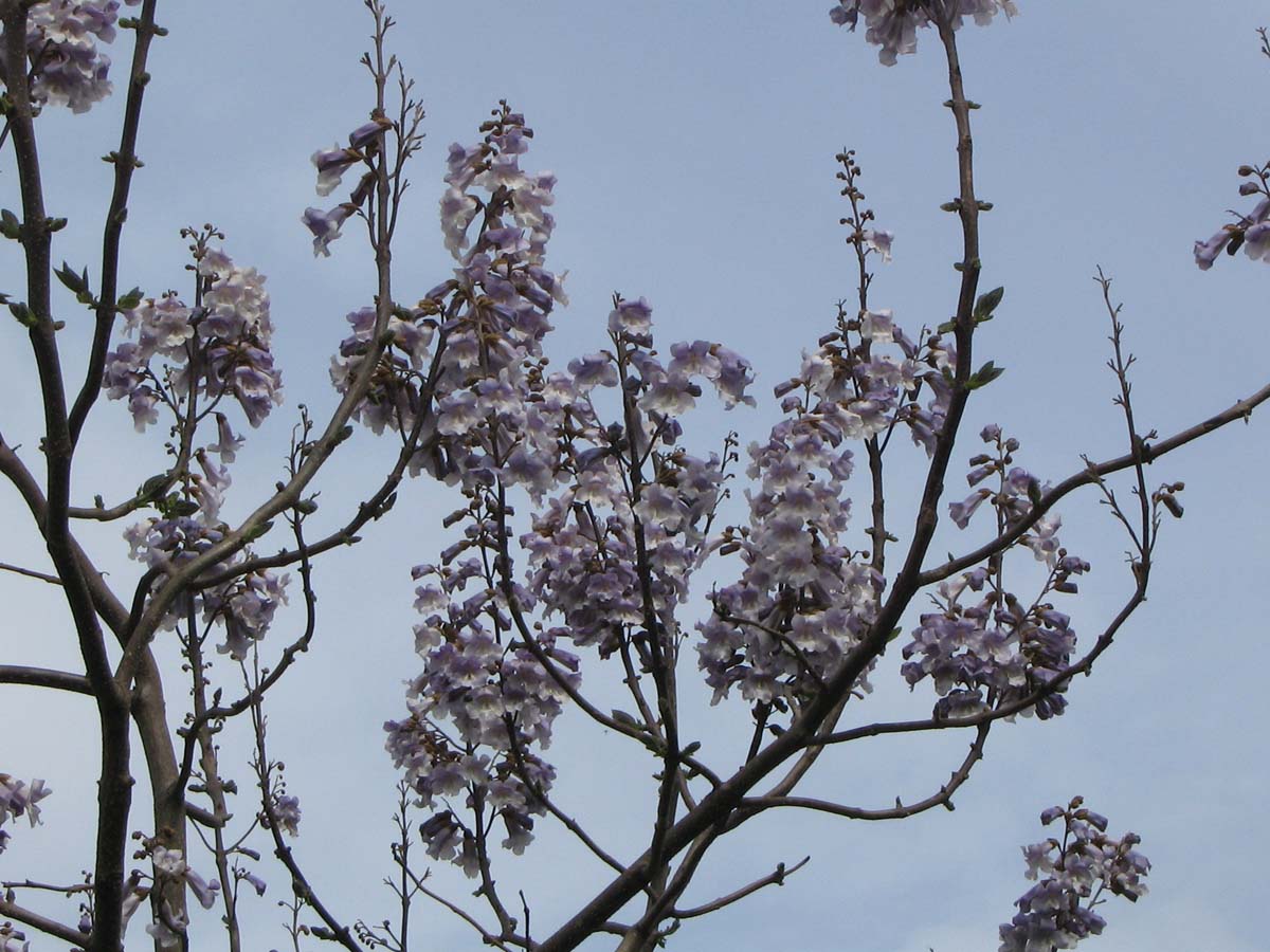 Paulownia fortunei op stam