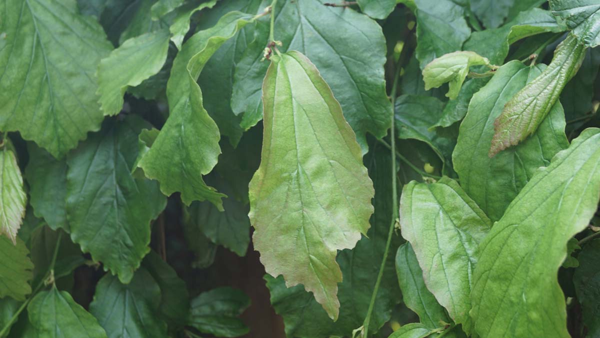 Parrotia persica 'Pendula' meerstammig / struik blad