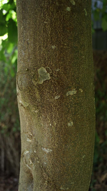 Parrotia persica 'Pendula' op stam bast