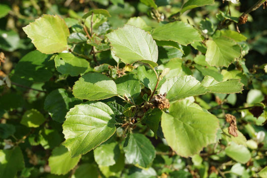 Parrotiopsis jacquemontiana Tuinplanten