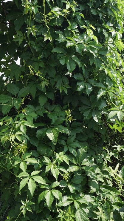 Parthenocissus quinquefolia engelmannii