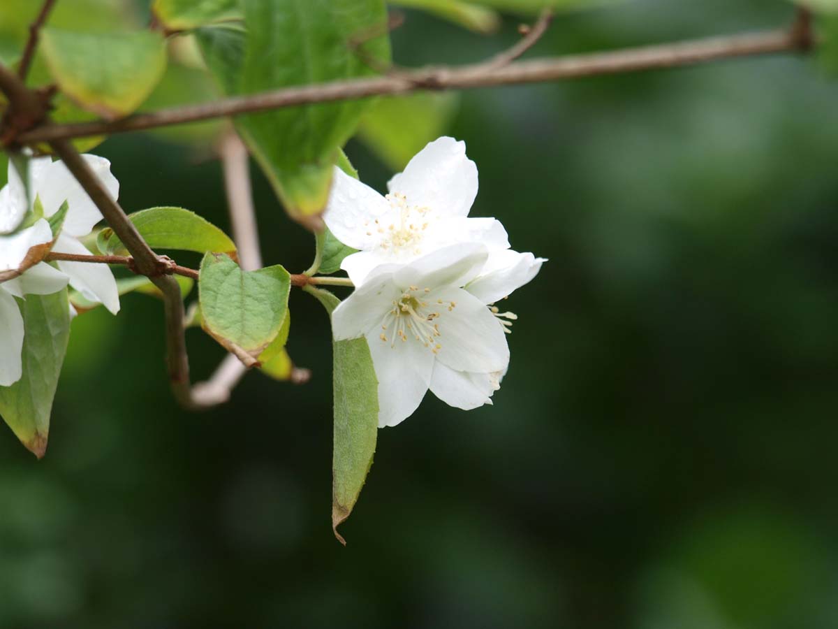 Philadelphus coronarius op stam
