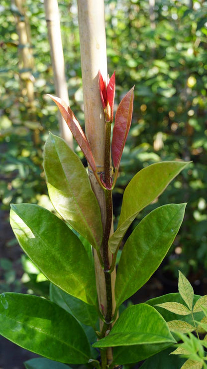 Pileostegia viburnoides meerstammig / struik