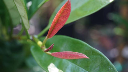 Pileostegia viburnoides meerstammig / struik